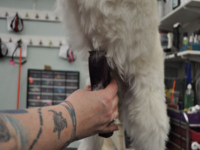 Pet Westie Trim